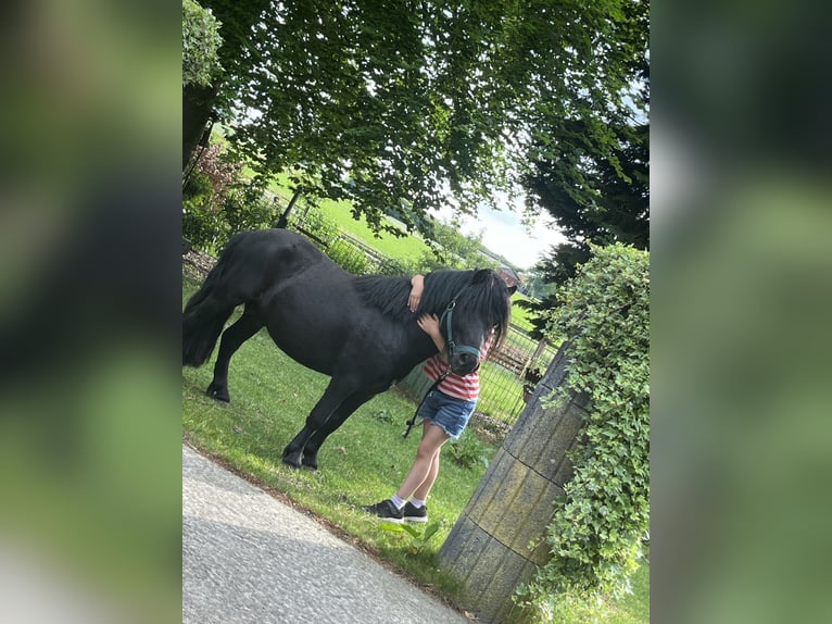 Shetland Ponys Hengst 4 Jahre 90 cm Rappe in Gro&#xDF; Ippener