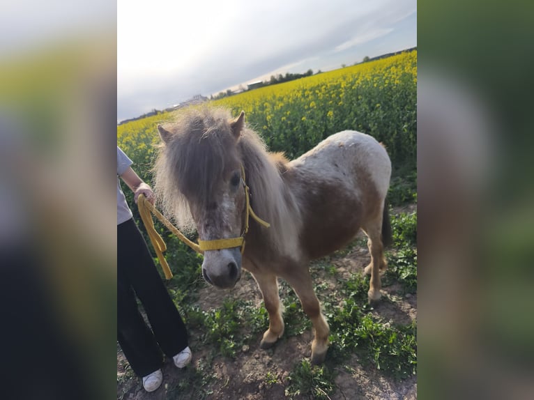 Shetland Ponys Hengst 4 Jahre 90 cm  in Markt Erlbach