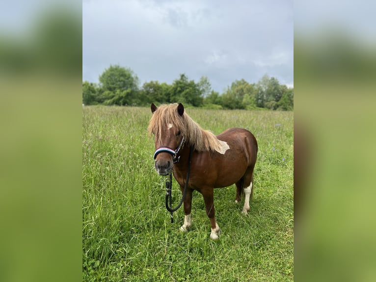 Shetland Ponys Hengst 4 Jahre 98 cm Fuchs in Dieskau