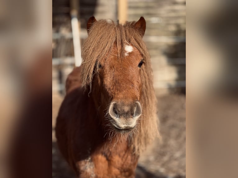 Shetland Ponys Hengst 4 Jahre 98 cm Fuchs in Dieskau