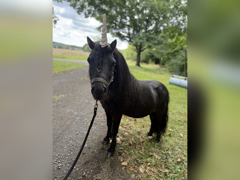 Shetland Ponys Hengst 4 Jahre 98 cm Rappe in Muscheid