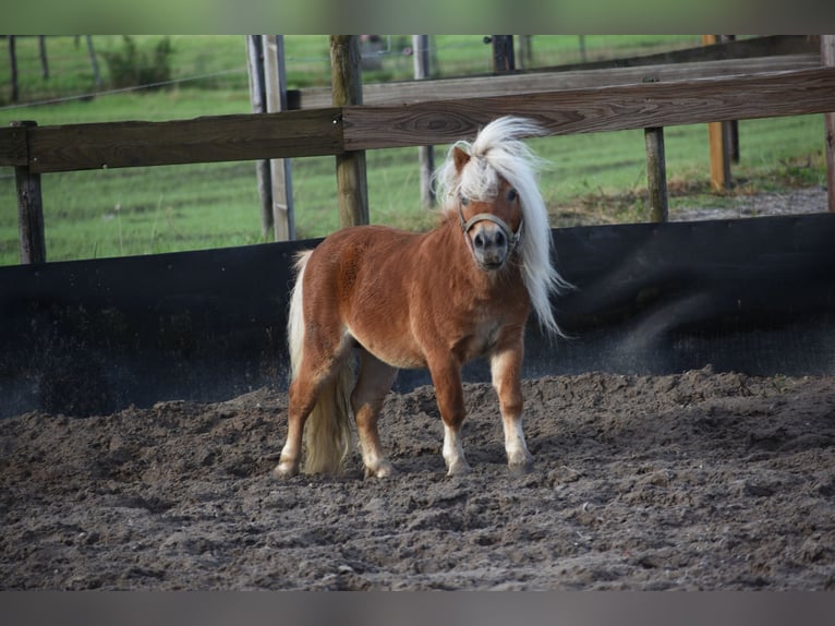 Shetland Ponys Hengst 4 Jahre  in Achtmaal