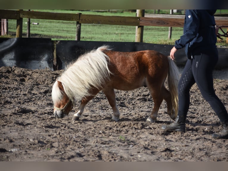 Shetland Ponys Hengst 4 Jahre  in Achtmaal