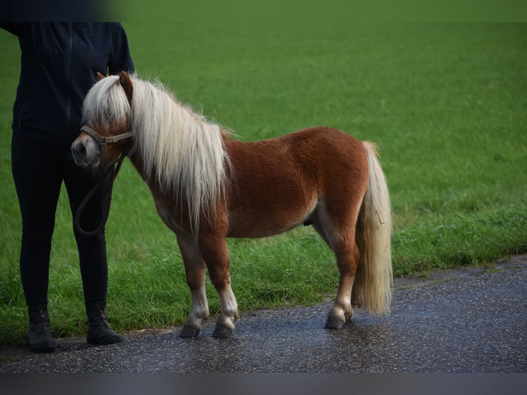Shetland Ponys Hengst 4 Jahre  in Achtmaal