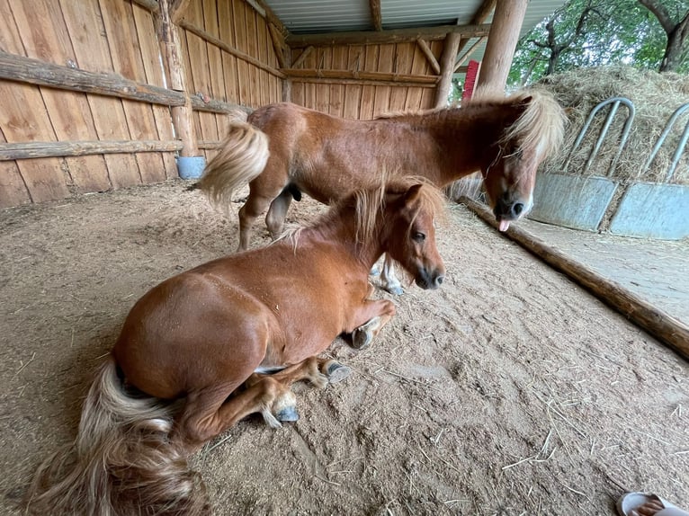 Shetland Ponys Hengst 4 Jahre Fuchs in Kork