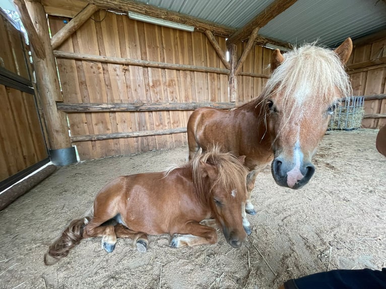 Shetland Ponys Hengst 4 Jahre Fuchs in Kork