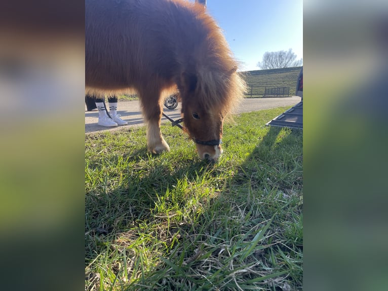 Shetland Ponys Hengst 4 Jahre Fuchs in Kork