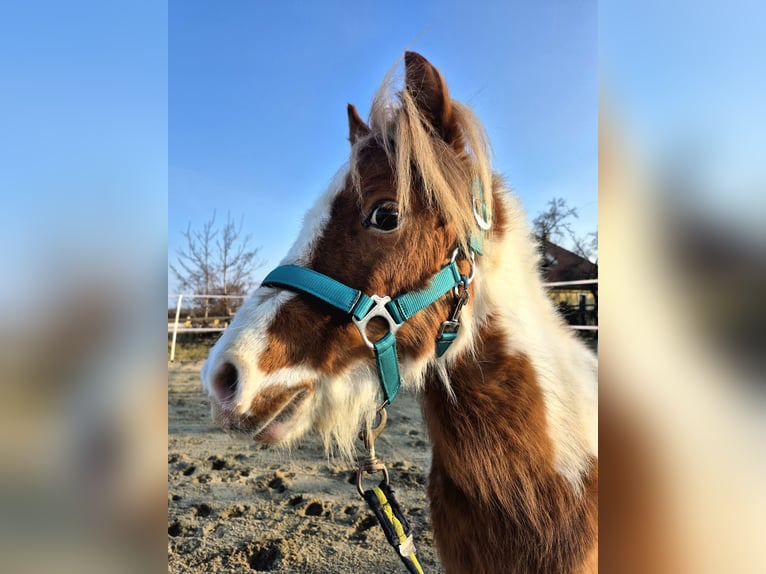 Shetland Ponys Hengst 5 Jaar 105 cm Gevlekt-paard in Mold