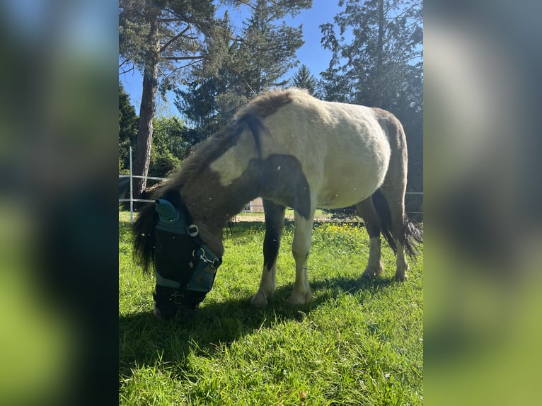 Shetland Ponys Hengst 5 Jaar 110 cm  in Dieskau