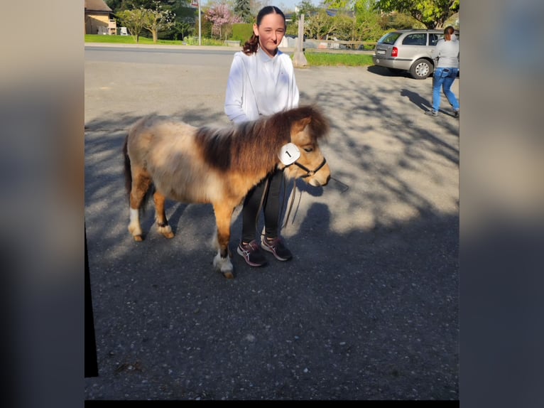 Shetland Ponys Hengst 5 Jaar 89 cm Falbe in St. Ursen