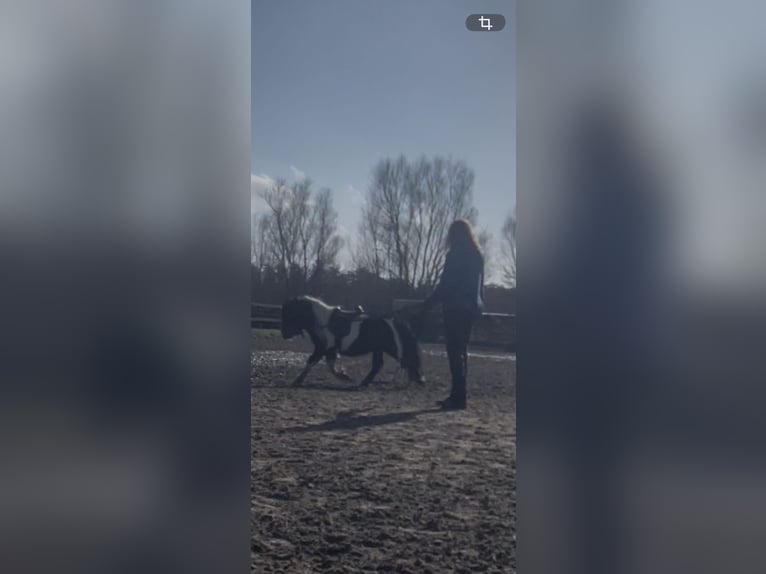 Shetland Ponys Hengst 5 Jaar 90 cm Gevlekt-paard in Renesse