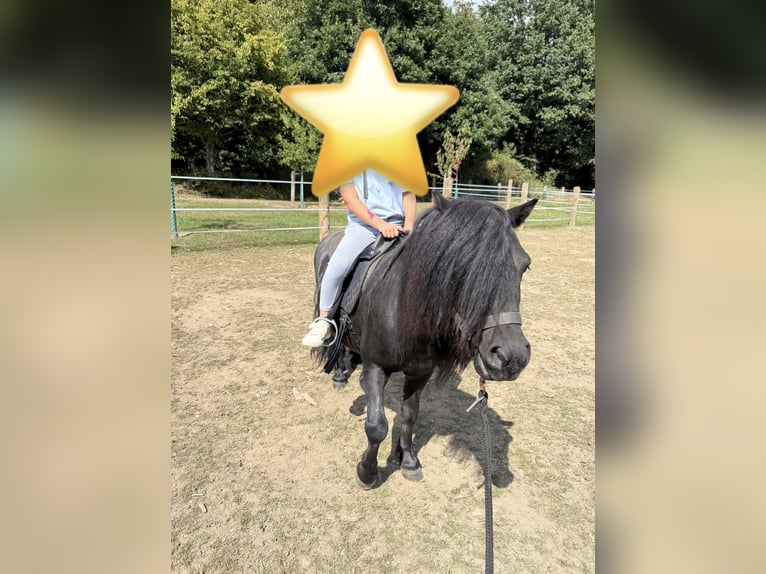 Shetland Ponys Hengst 5 Jaar 98 cm Zwart in Dürrholz