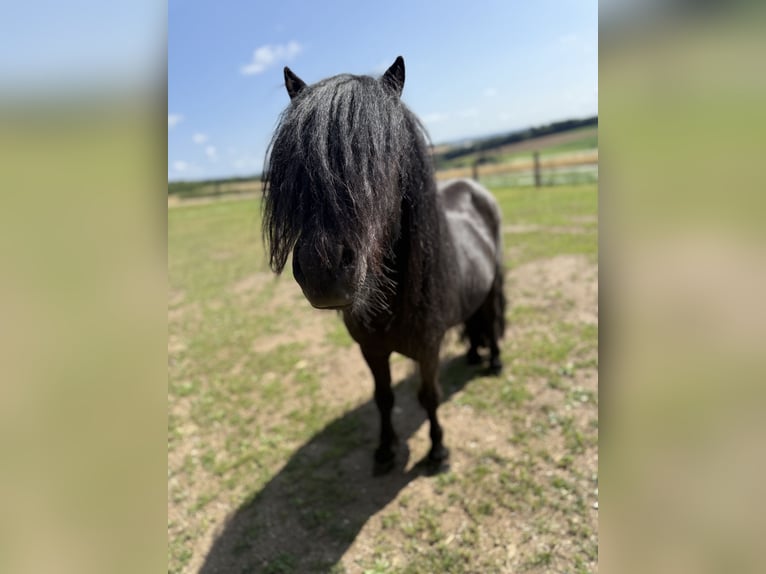 Shetland Ponys Hengst 5 Jaar 98 cm Zwart in Dürrholz