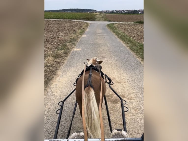 Shetland Ponys Hengst 5 Jaar  in Geldersheim