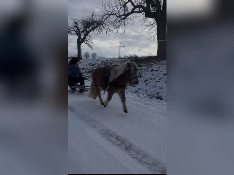 Shetland Ponys Hengst 5 Jaar  in Geldersheim