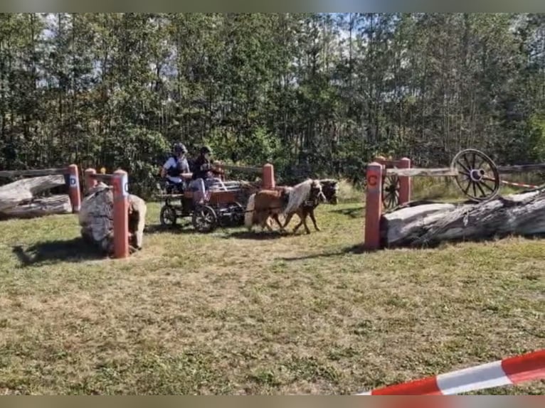 Shetland Ponys Hengst 5 Jaar  in Geldersheim