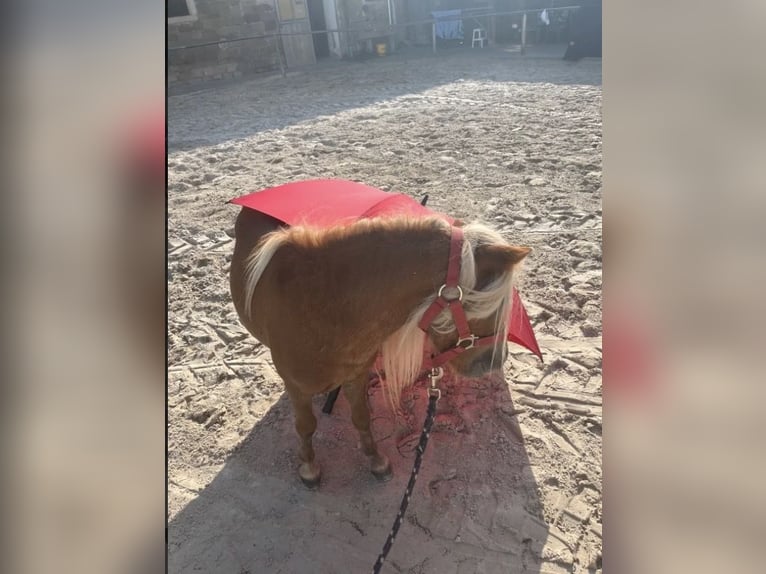Shetland Ponys Hengst 5 Jaar  in Geldersheim