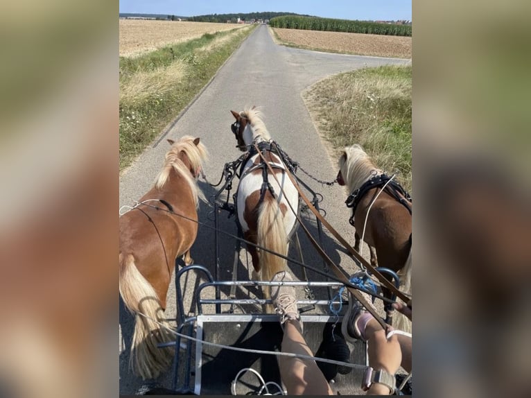 Shetland Ponys Hengst 5 Jaar  in Geldersheim