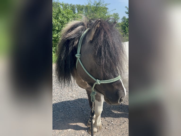 Shetland Ponys Hengst 5 Jahre 110 cm  in Dieskau