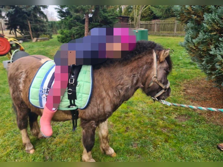 Shetland Ponys Hengst 5 Jahre 110 cm  in Dieskau