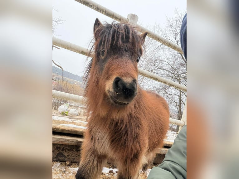 Shetland Ponys Hengst 5 Jahre 80 cm Rappe in Frohnleiten