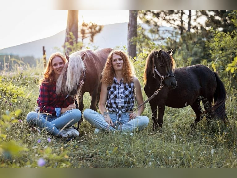 Shetland Ponys Hengst 5 Jahre 80 cm Rappe in Frohnleiten