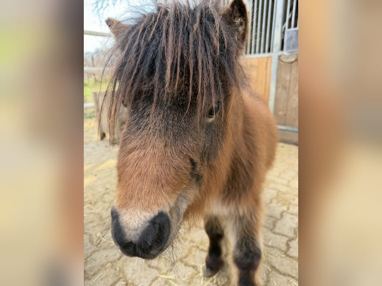 Shetland Ponys Hengst 5 Jahre 80 cm Rappe in Frohnleiten