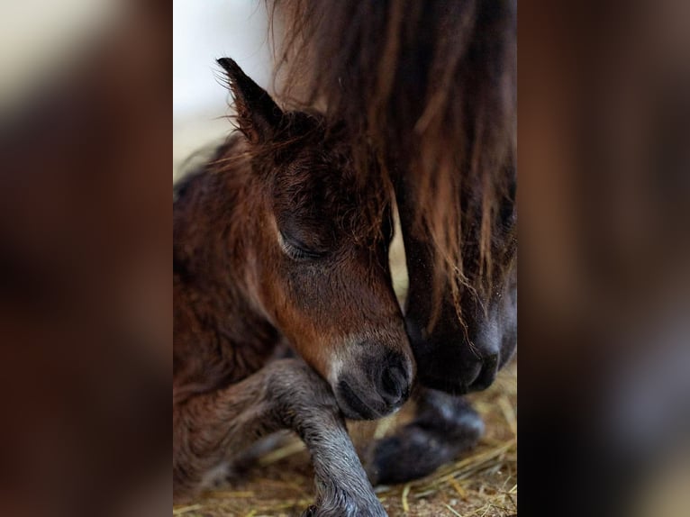Shetland Ponys Hengst 5 Jahre 80 cm Rappe in Frohnleiten
