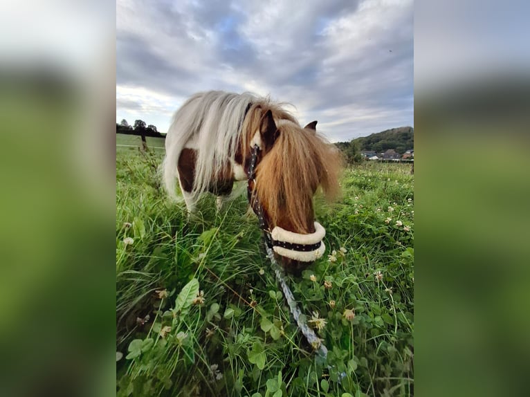 Shetland Ponys Hengst 5 Jahre 80 cm Schecke in Much