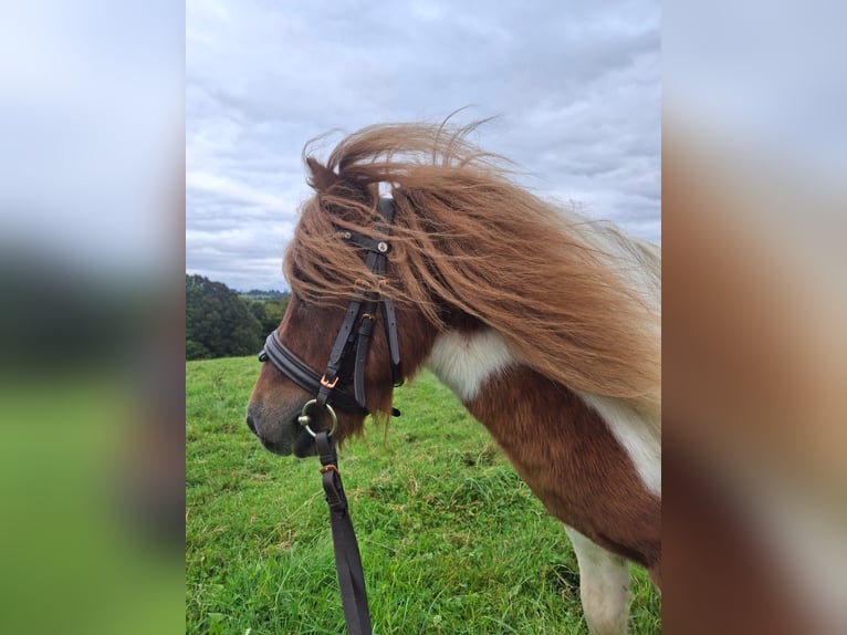Shetland Ponys Hengst 5 Jahre 80 cm Schecke in Much