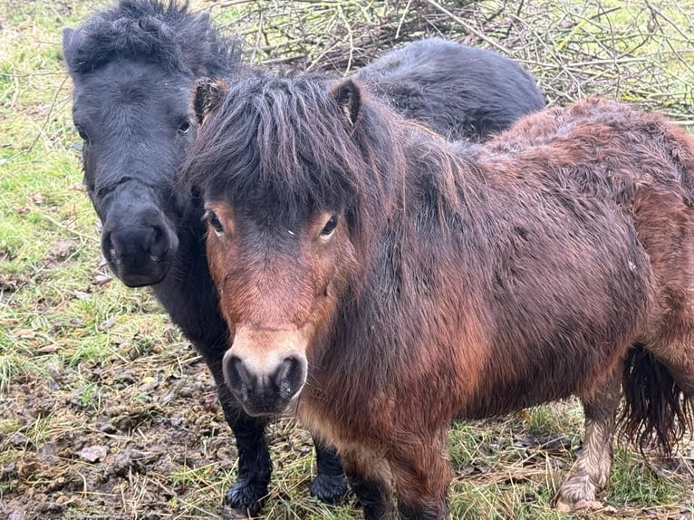 Shetland Ponys Hengst 5 Jahre 90 cm Fuchs in Niederzissen