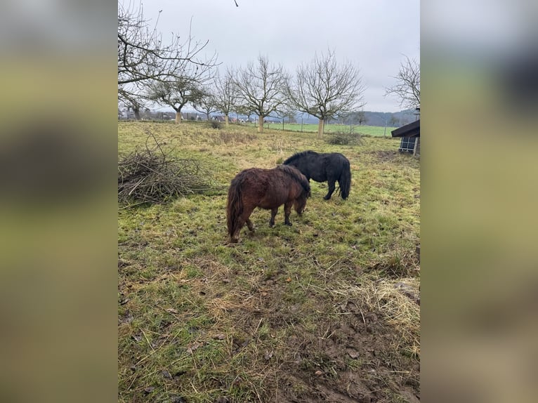Shetland Ponys Hengst 5 Jahre 90 cm Fuchs in Niederzissen