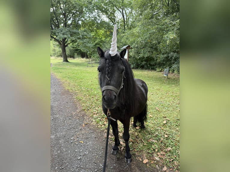 Shetland Ponys Hengst 5 Jahre 98 cm Rappe in Dürrholz