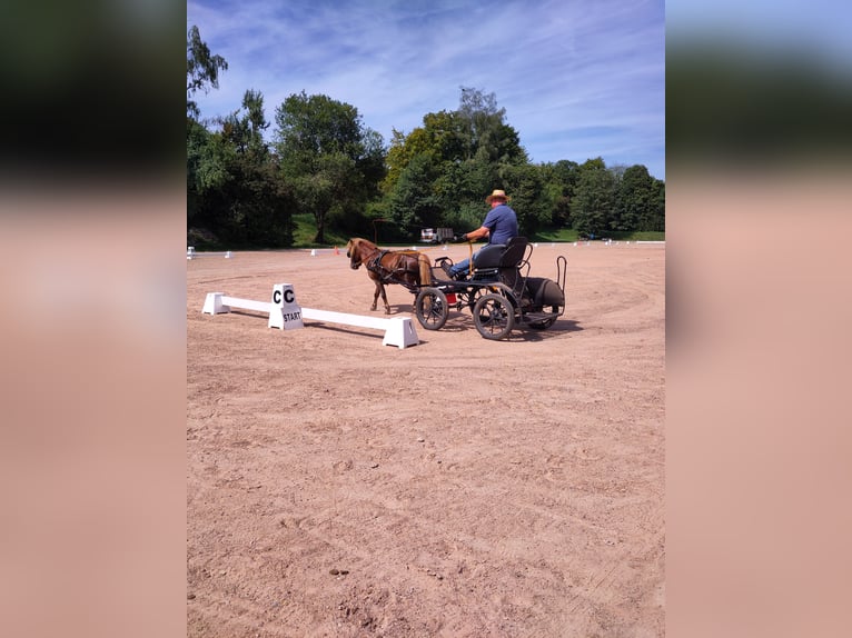 Shetland Ponys Hengst 6 Jaar 106 cm Vos in Schwarzenbach am Wald