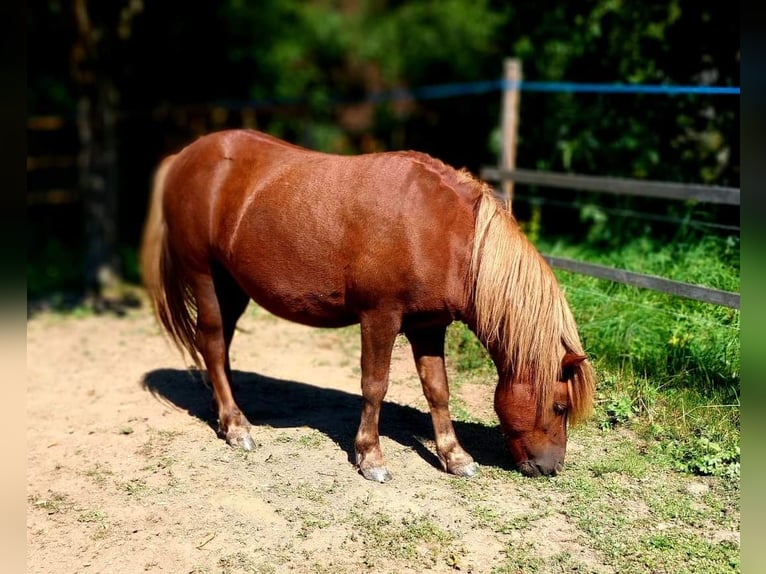 Shetland Ponys Hengst 6 Jaar 106 cm Vos in Schwarzenbach am Wald