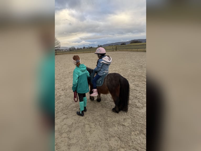 Shetland Ponys Hengst 6 Jaar 85 cm kan schimmel zijn in Singen