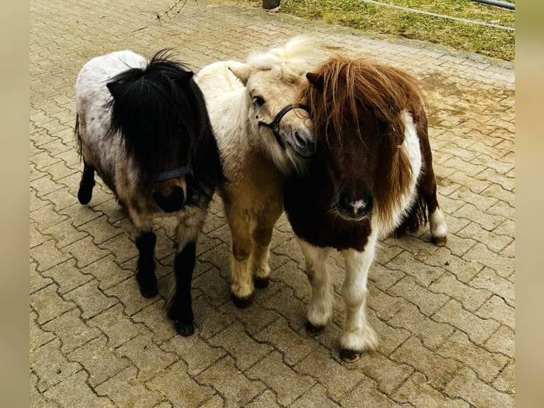 Shetland Ponys Hengst 6 Jaar 85 cm kan schimmel zijn in Singen