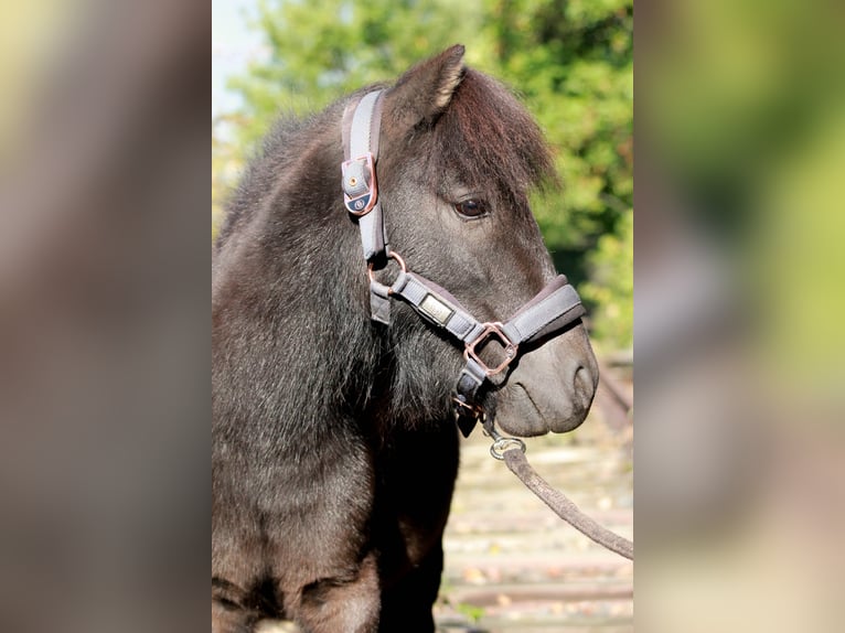 Shetland Ponys Hengst 6 Jaar 91 cm Zwart in Hattersheim