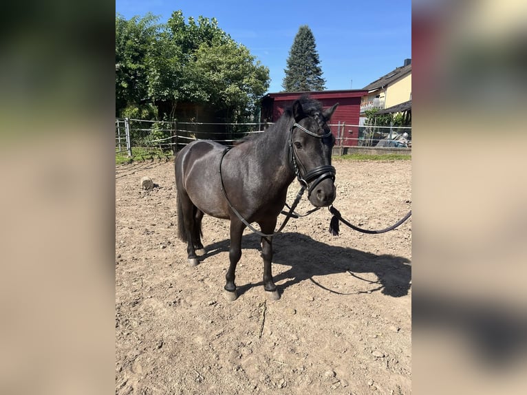 Shetland Ponys Hengst 6 Jaar 91 cm Zwart in Hattersheim
