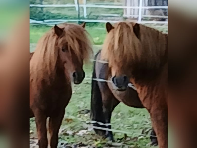 Shetland Ponys Hengst 6 Jahre 100 cm Fuchs in Diepenau