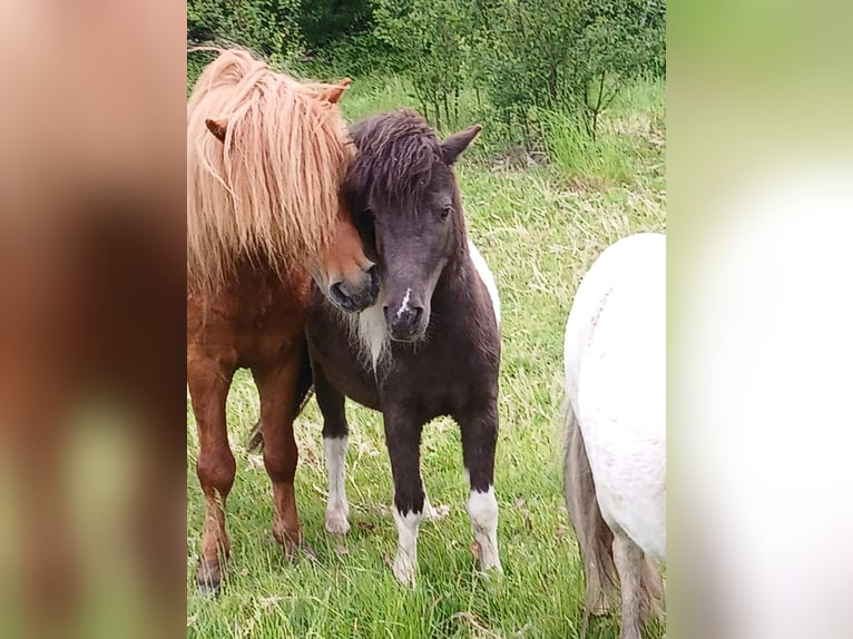 Shetland Ponys Hengst 6 Jahre 100 cm Fuchs in Diepenau