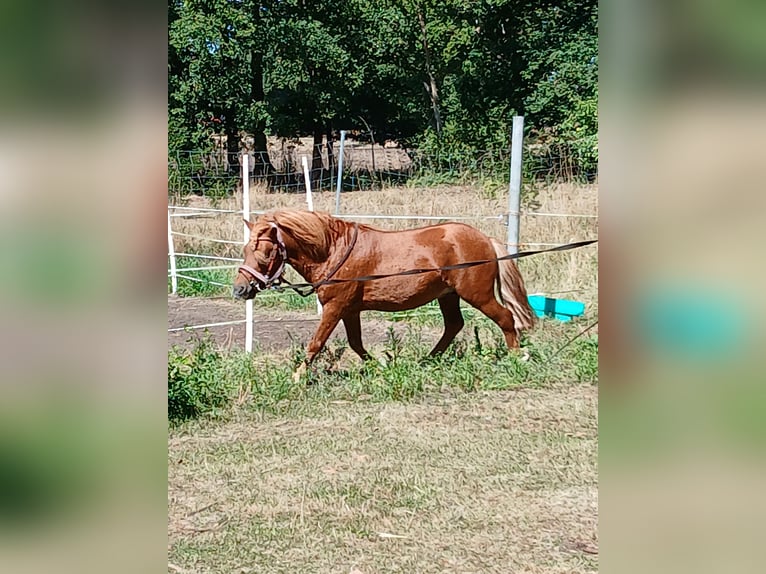 Shetland Ponys Hengst 6 Jahre 100 cm Fuchs in Diepenau