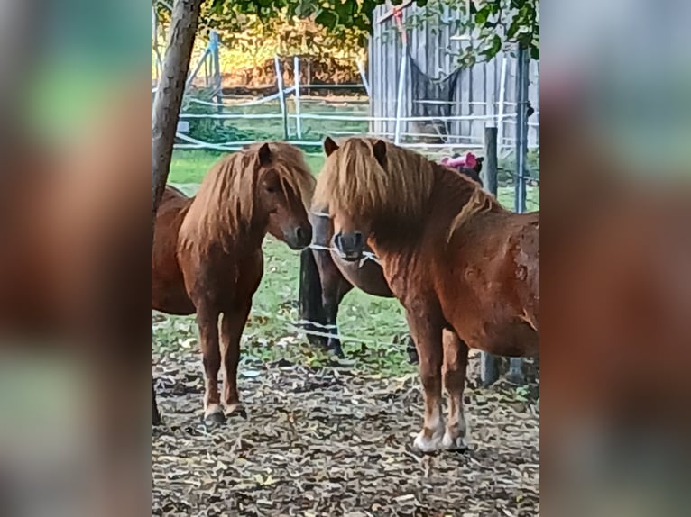 Shetland Ponys Hengst 6 Jahre 100 cm Fuchs in Diepenau