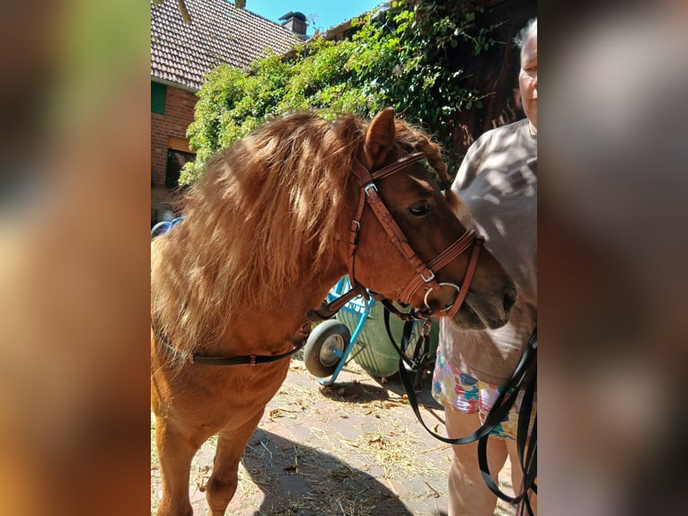 Shetland Ponys Hengst 6 Jahre 100 cm Fuchs in Diepenau