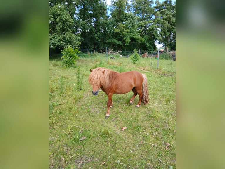 Shetland Ponys Hengst 6 Jahre 100 cm Fuchs in Diepenau