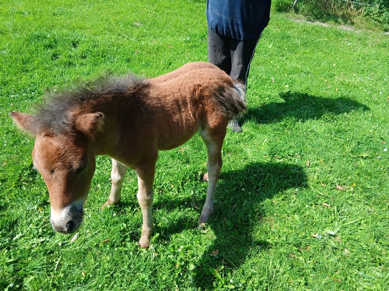 Shetland Ponys Hengst 6 Jahre 100 cm Fuchs in Diepenau