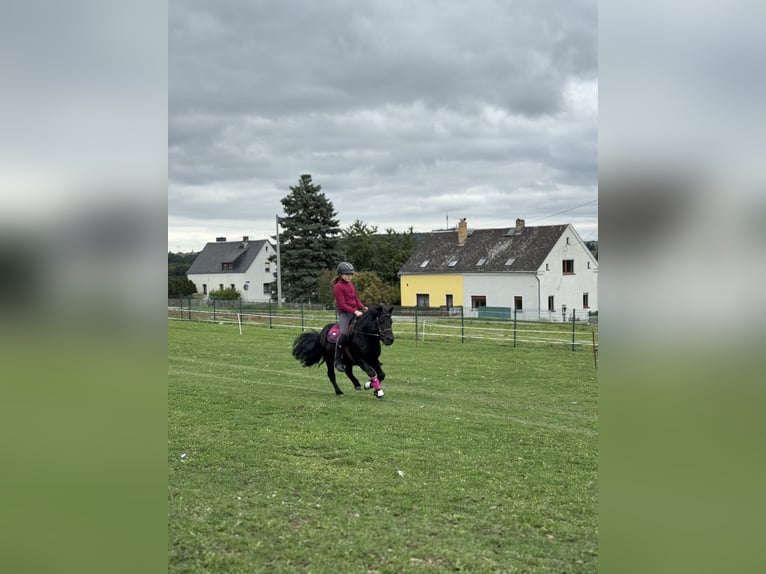 Shetland Ponys Hengst 6 Jahre 105 cm Rappe in Vogtl&#xE4;ndisches Oberland