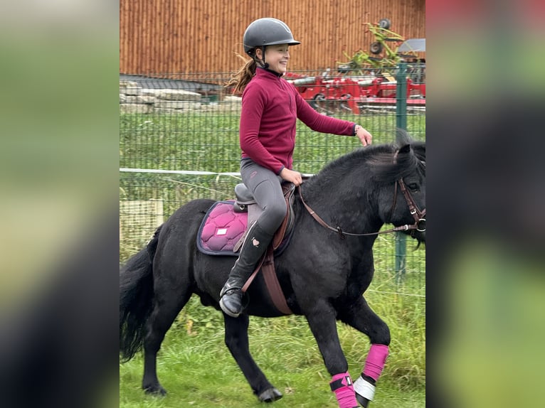 Shetland Ponys Hengst 6 Jahre 105 cm Rappe in Vogtl&#xE4;ndisches Oberland