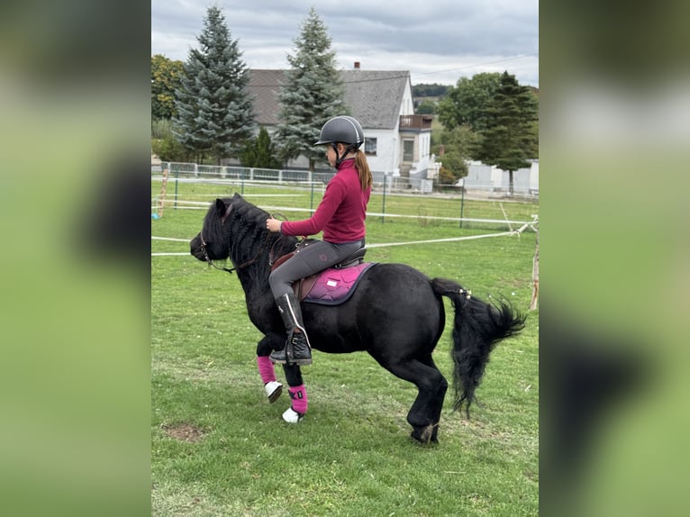 Shetland Ponys Hengst 6 Jahre 105 cm Rappe in Vogtl&#xE4;ndisches Oberland