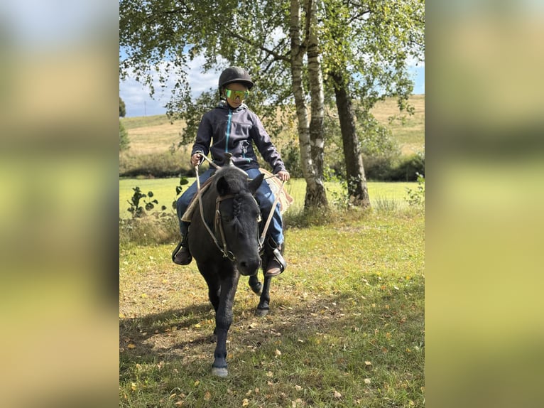 Shetland Ponys Hengst 6 Jahre 105 cm Rappe in Vogtl&#xE4;ndisches Oberland